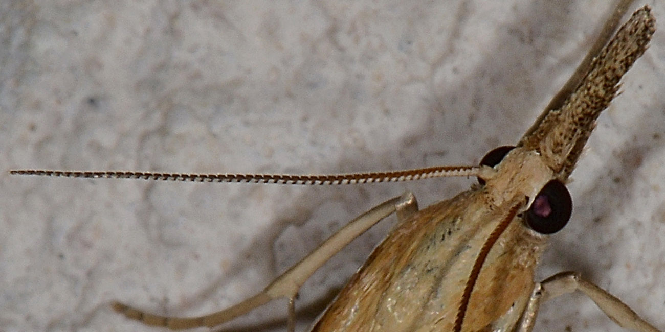 Agriphila cfr. selasella, Crambidae